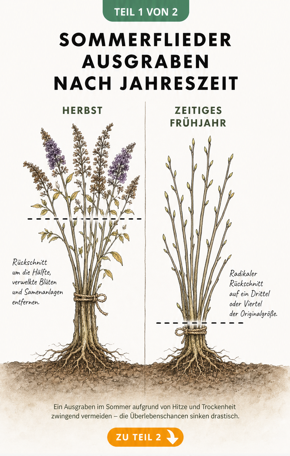 Botanische Illustration eines Sommerflieders im Herbst und Frühjahr mit Schnittlinien für den Rückschnitt vor dem Ausgraben