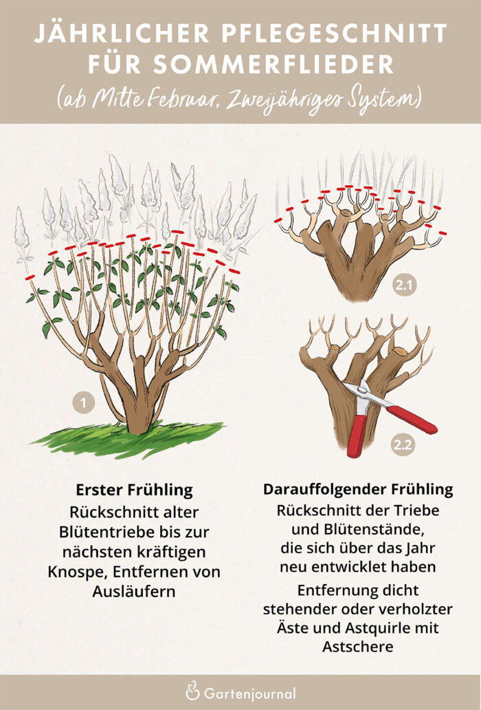 Illustrierte Anleitung die zeigt, wie Schmetterlingsflieder geschnitten wird