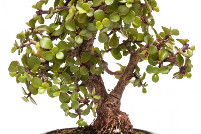 speckbaum-bonsai
