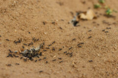 speiseoel-sand-ameisen