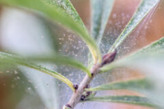 spinnmilben-an-zimmerpflanzen-bekaempfen-newsletter
