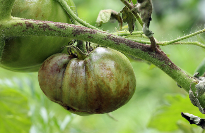 Stängelfäule an einer Tomatenpflanze erkennen