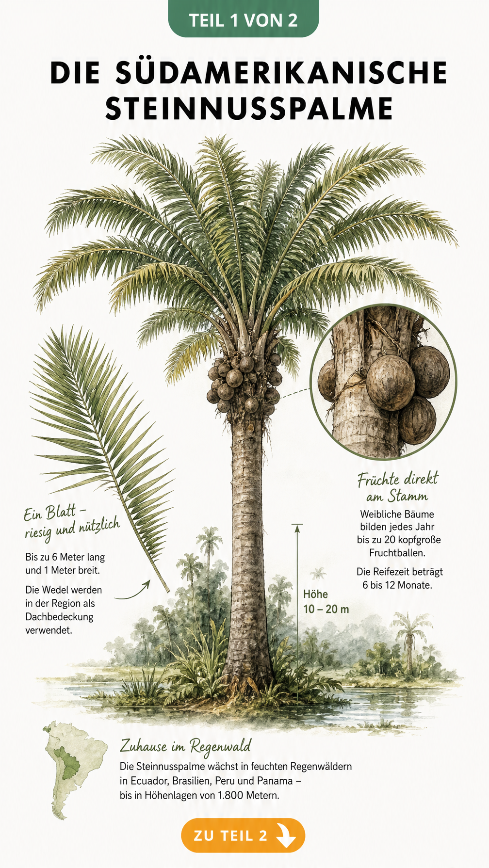 Botanische Illustration der Steinnusspalme mit Stamm, Krone und Fruchtballen