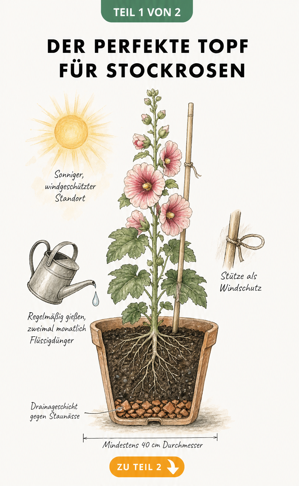 Illustration einer blühenden Stockrose in einem Terrakotta-Topf mit Querschnitt der Drainageschicht und Pflanzstab