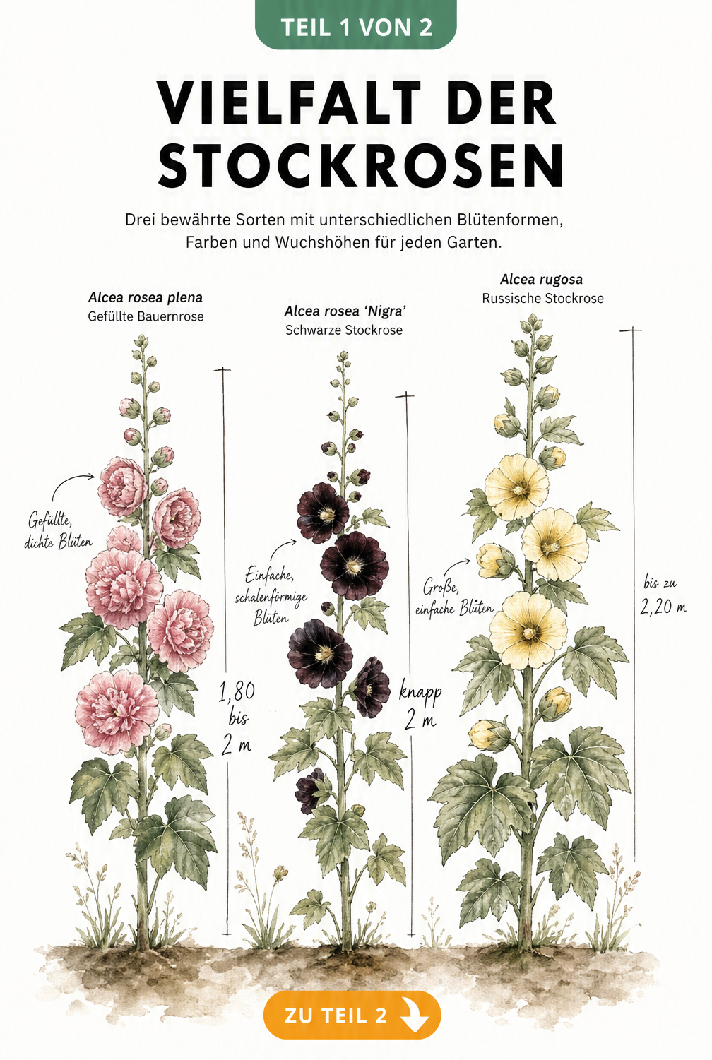 Botanische Illustration von drei Stockrosen-Sorten mit unterschiedlichen Wuchshöhen und Blütenformen