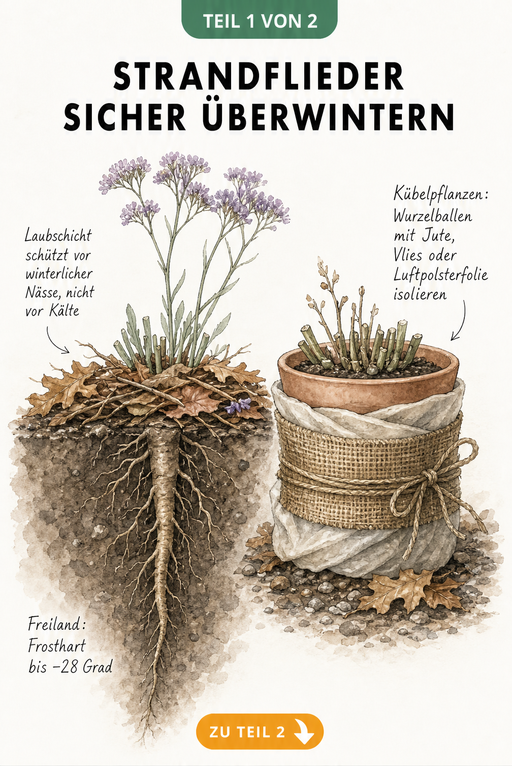 Illustration zur Überwinterung von Strandflieder im Freiland und Kübel