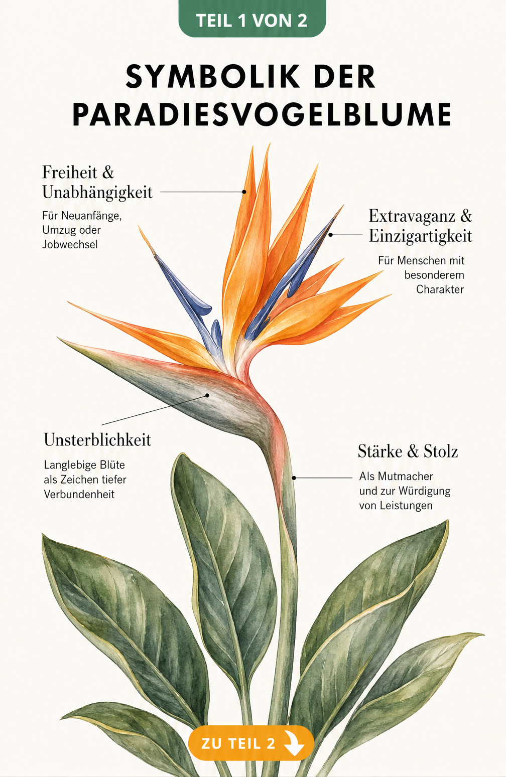 Botanische Illustration einer Strelitzie mit Erklärungen zur Symbolik wie Freiheit, Unsterblichkeit und Stärke