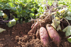 suesskartoffeln-kultivieren-newsletter