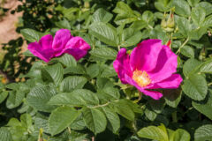 sylter-rose-pflanzen