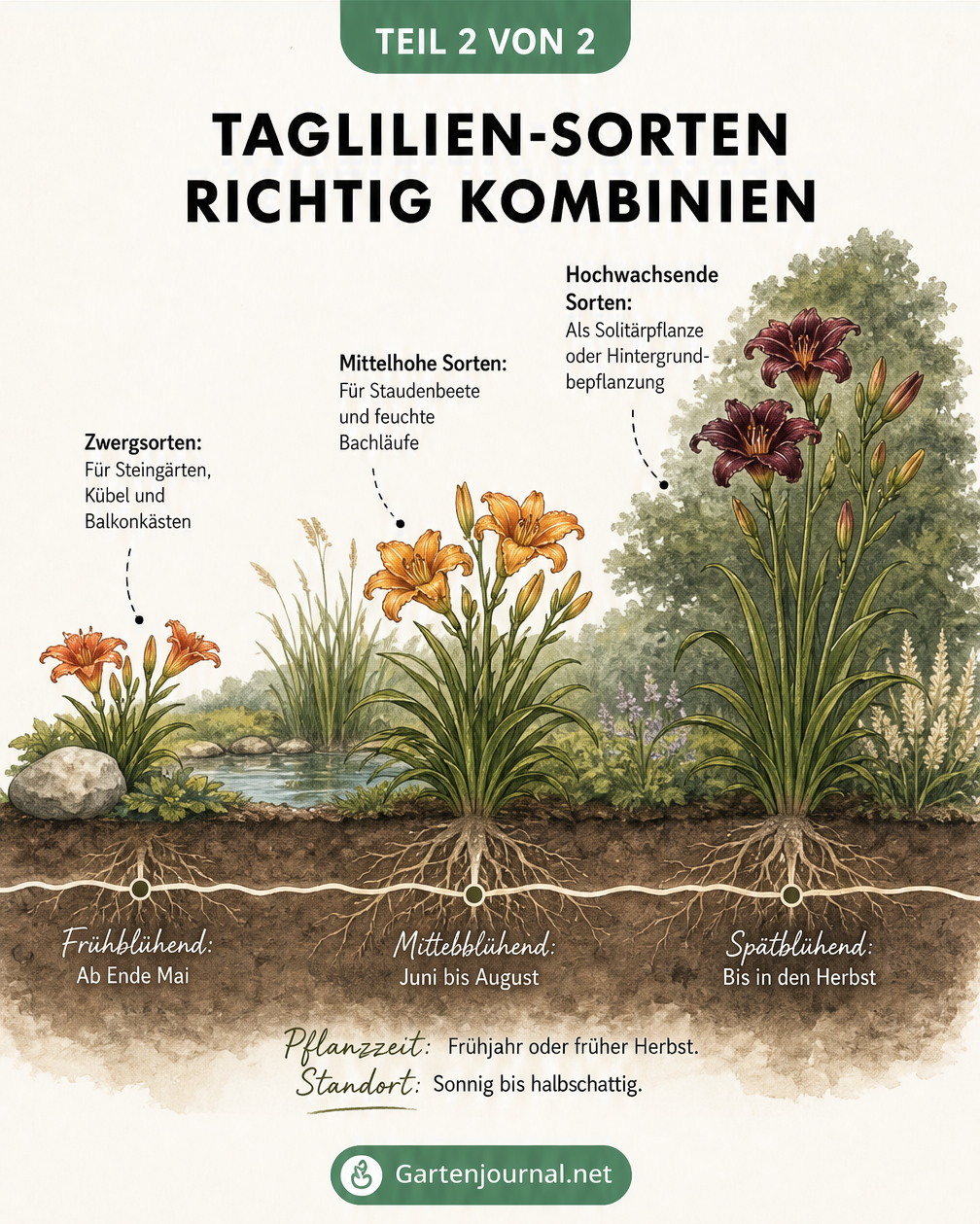Querschnitt eines Gartenbeetes mit drei Taglilien-Gruppen unterschiedlicher Wuchshöhe, kombiniert mit einem Zeitstrahl zur Blütezeit von Mai bis Herbst.