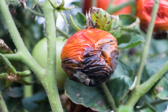 Tomatenpflanze mit schwarzen Flecken und Blütenendfäule