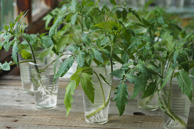 Abgeschnittene Geiztriebe von Tomaten zur Vermehrung mit Wurzelbildung im Wasserglas