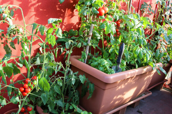 tomaten-im-kuebel-unterpflanzen