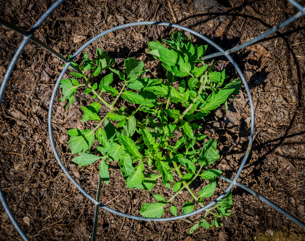 tomaten-in-kompost-pflanzen