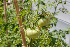 tomaten-neben-brombeeren