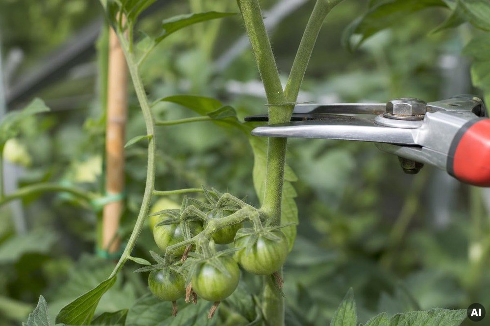 Eine Gartenschere schneidet die oberste Triebspitze einer Tomatenpflanze im Spätsommer ab