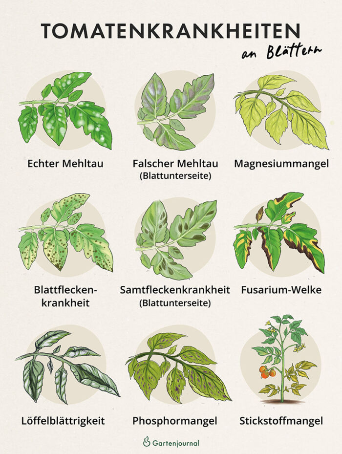 Tomatenkrankheiten an Blättern als Illustration
