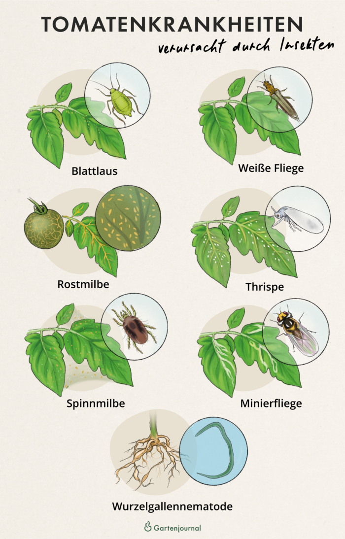 Tomatenkrankheiten, die durch Insekten verursacht werden als Illustration