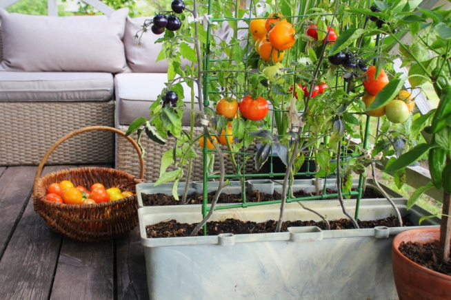 tomatenpflanze-gegen-muecken