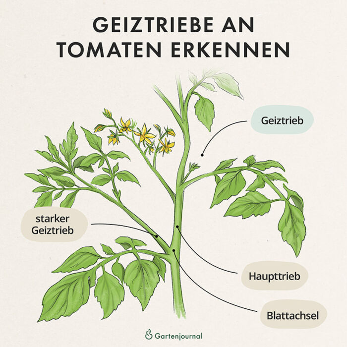 Aufbau einer Tomatenpflanze als Illustration