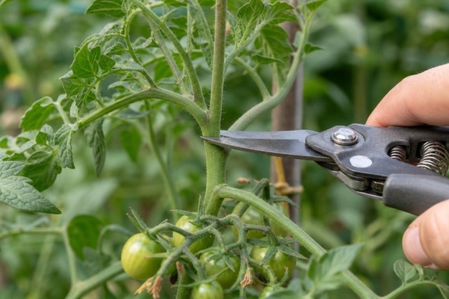 Tomatenpflege im Spätsommer