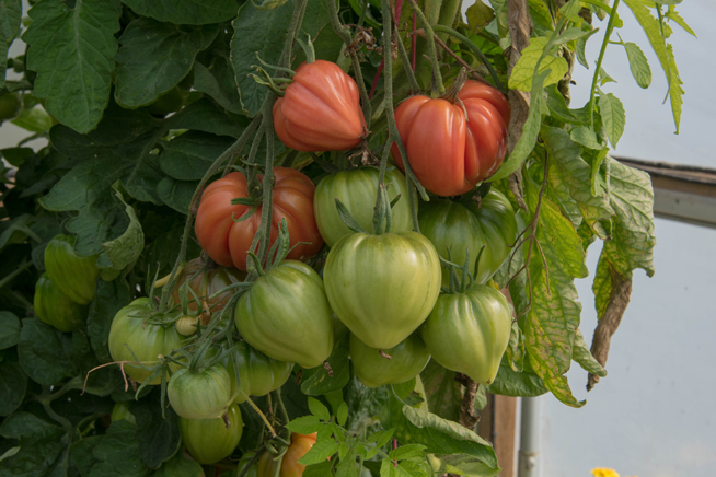 Alte Tomatensorte Cuore die Bue