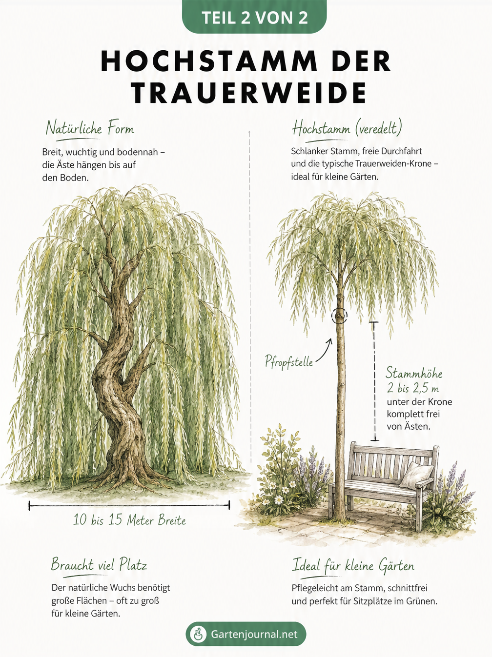 Vergleich der natürlichen Wuchsform einer Trauerweide mit einem veredelten Hochstamm für kleine Gärten
