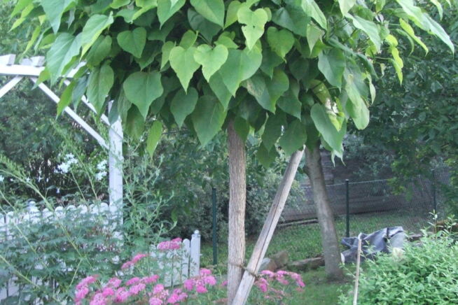 trompetenbaum-unterpflanzen
