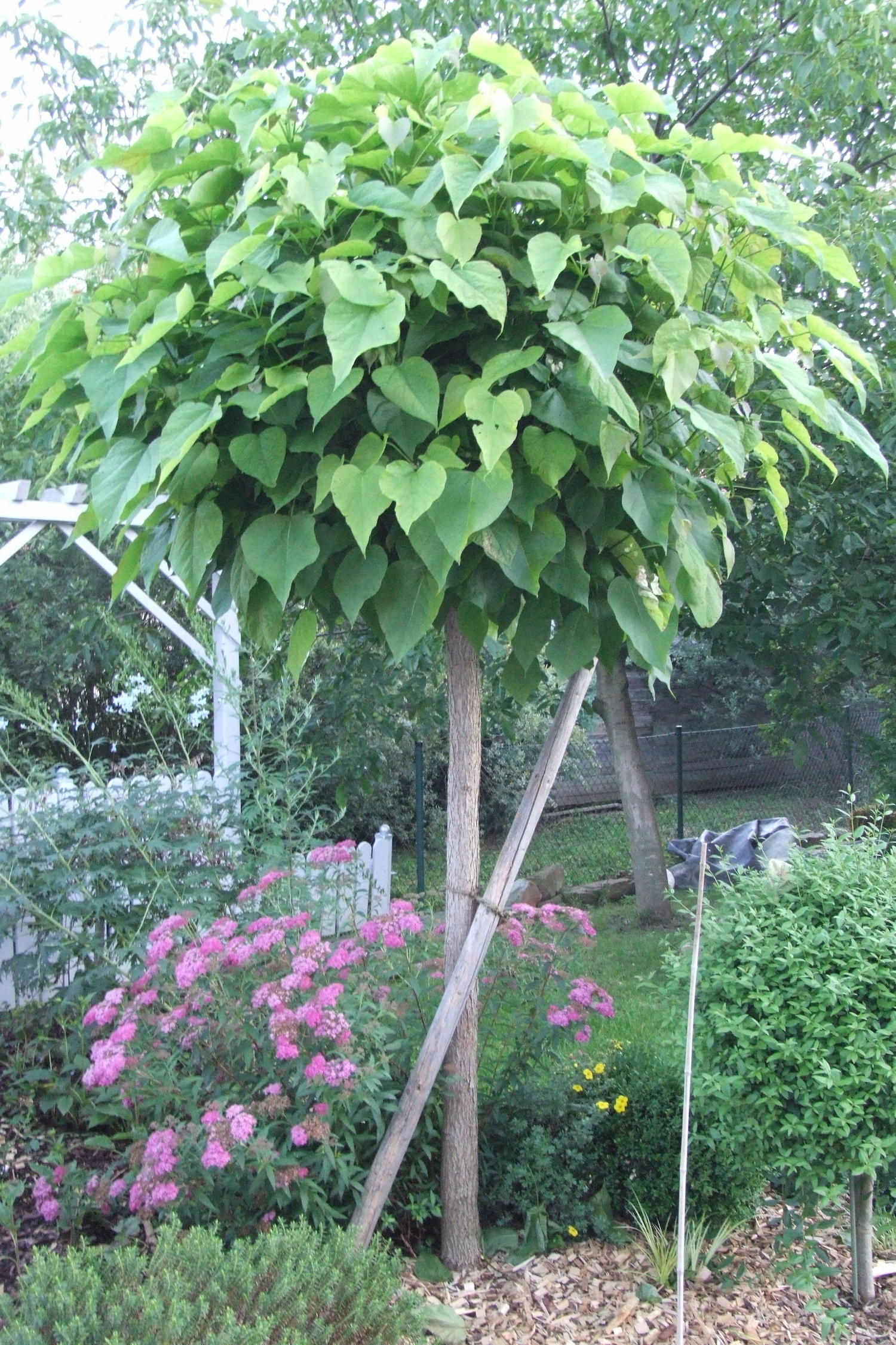 trompetenbaum-unterpflanzen