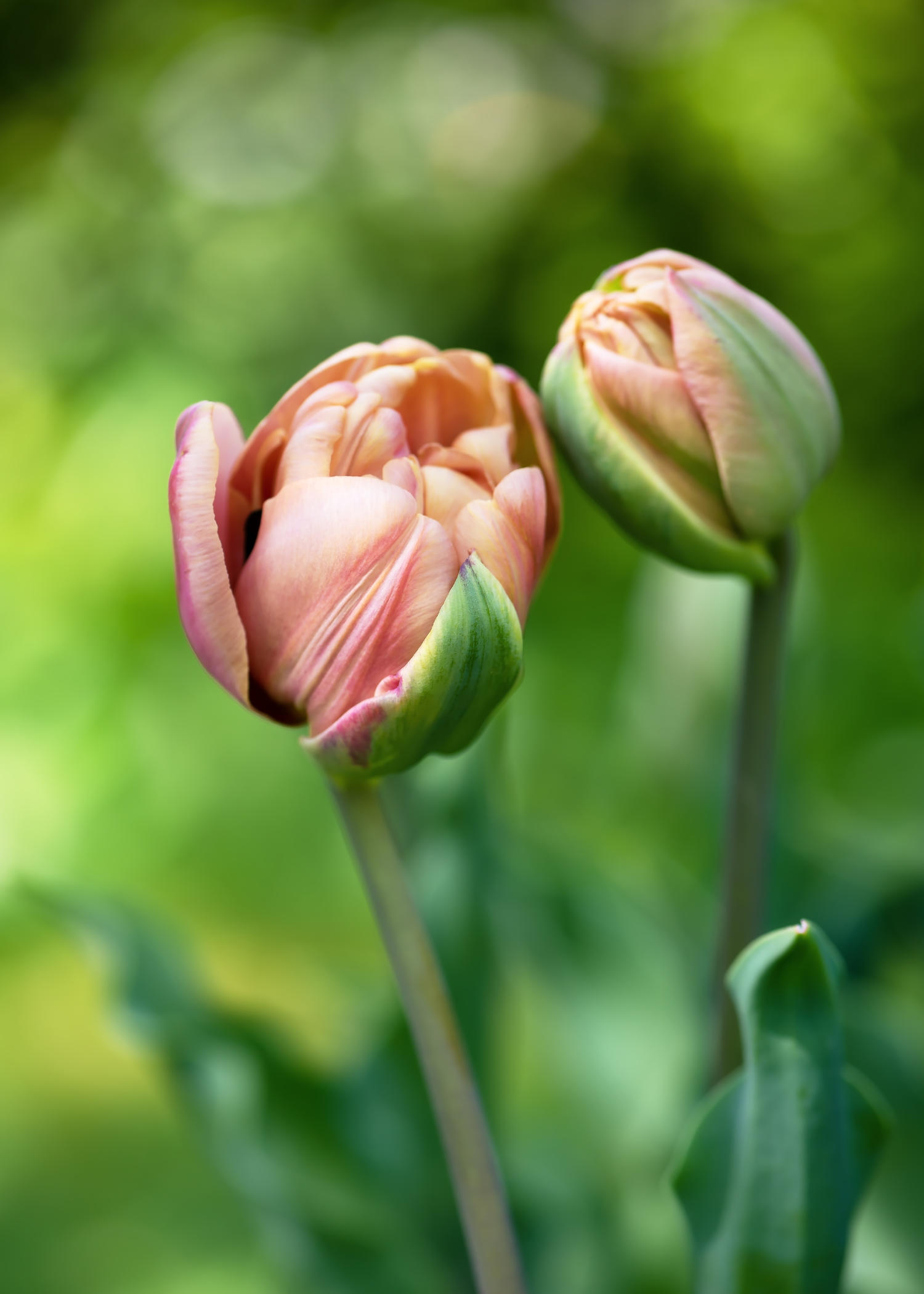 Tulpe La Belle Epoque