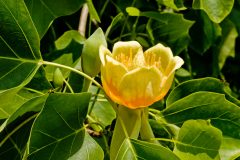 tulpenbaum-arten