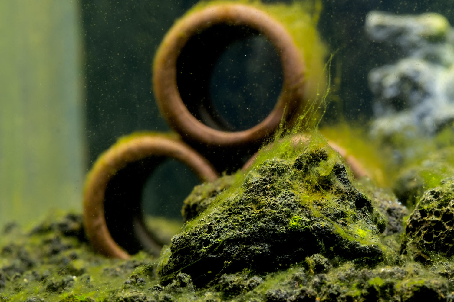 ultraschall-gegen-algen