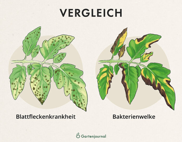 Vergleich der Blattfleckenkrankheit und der Bakterienwelke als Illustration