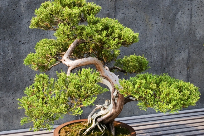 wacholder-bonsai