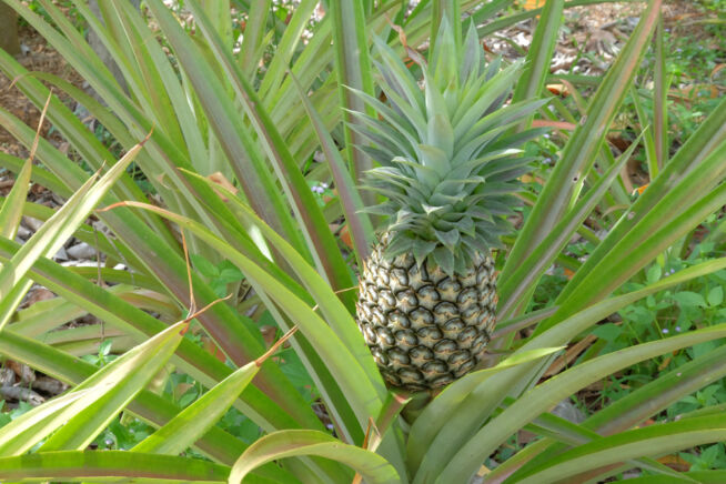 wachsen-ananas-auf-baeumen