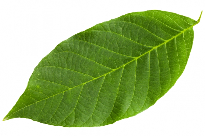 walnussbaum-blatt