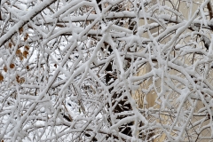 walnussbaum-erfroren