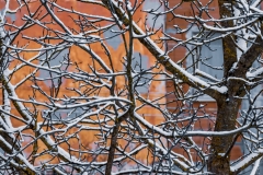 walnussbaum-frostschaden