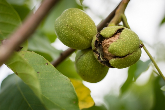 walnussbaum-frucht