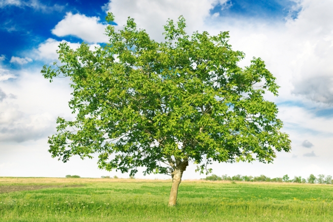 walnussbaum-standort