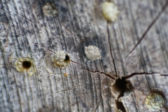 wann-schluepfen-bienen-im-insektenhotel