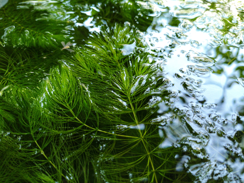 wasserpflanzen-gegen-algen
