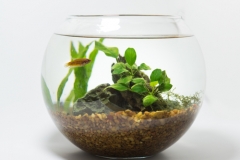wasserpflanzen-im-glas-pflege