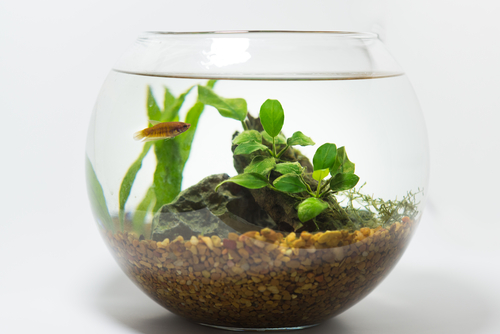 wasserpflanzen-im-glas-pflege