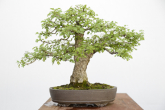 weissdorn-bonsai