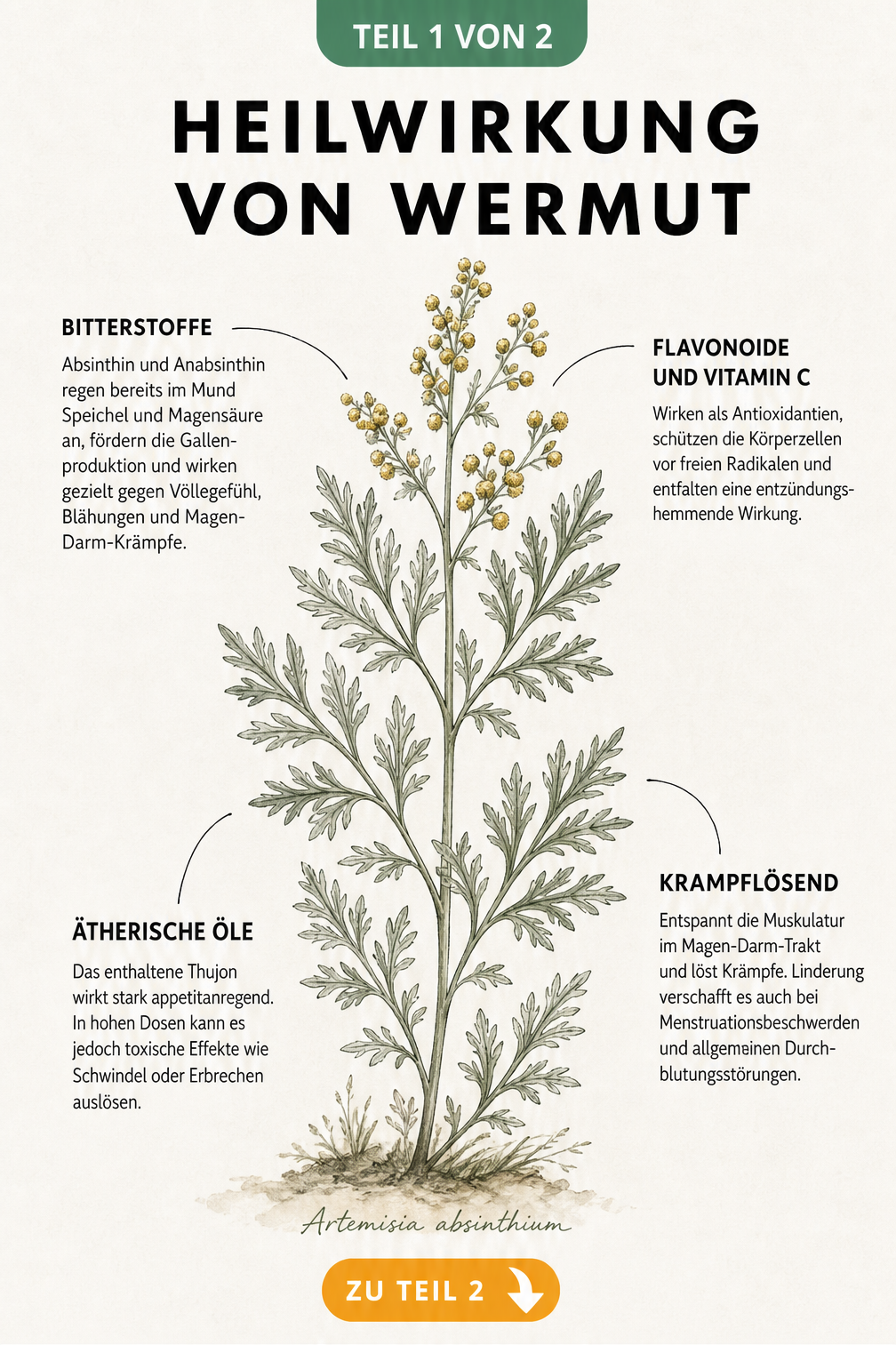 Botanische Illustration der Wermutpflanze mit Erklärungen zu Bitterstoffen, ätherischen Ölen, Flavonoiden und krampflösender Wirkung.