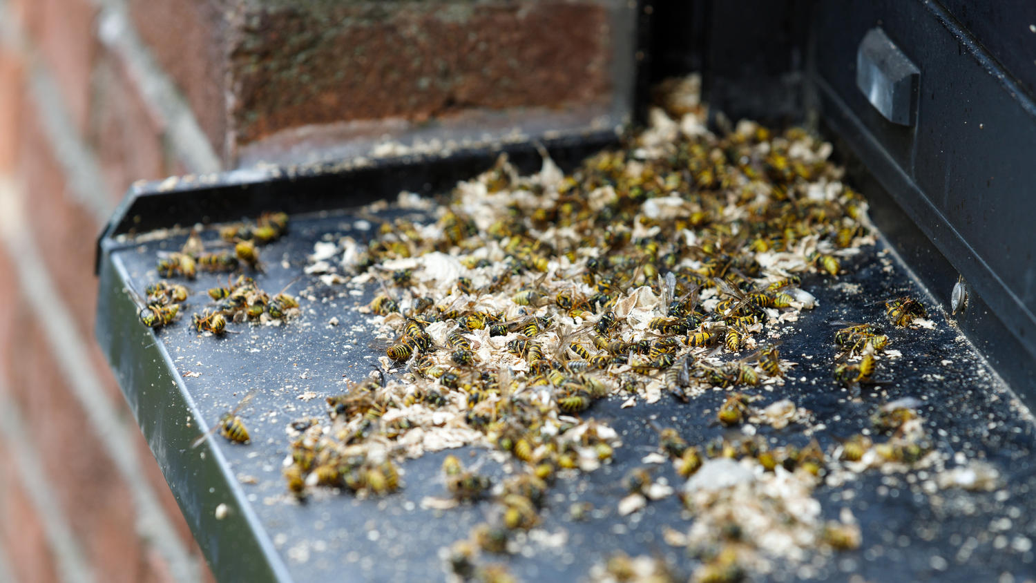 Tote Wespen nach der Bekämpfung mit Insektiziden