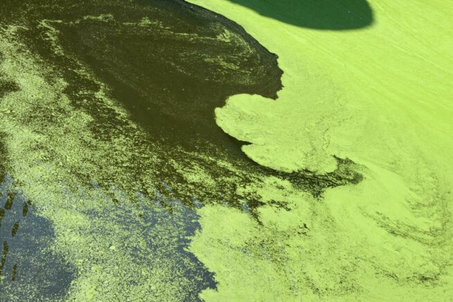 wie-entstehen-algen