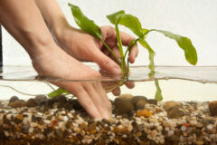 wie-lange-brauchen-aquarienpflanzen-zum-anwachsen