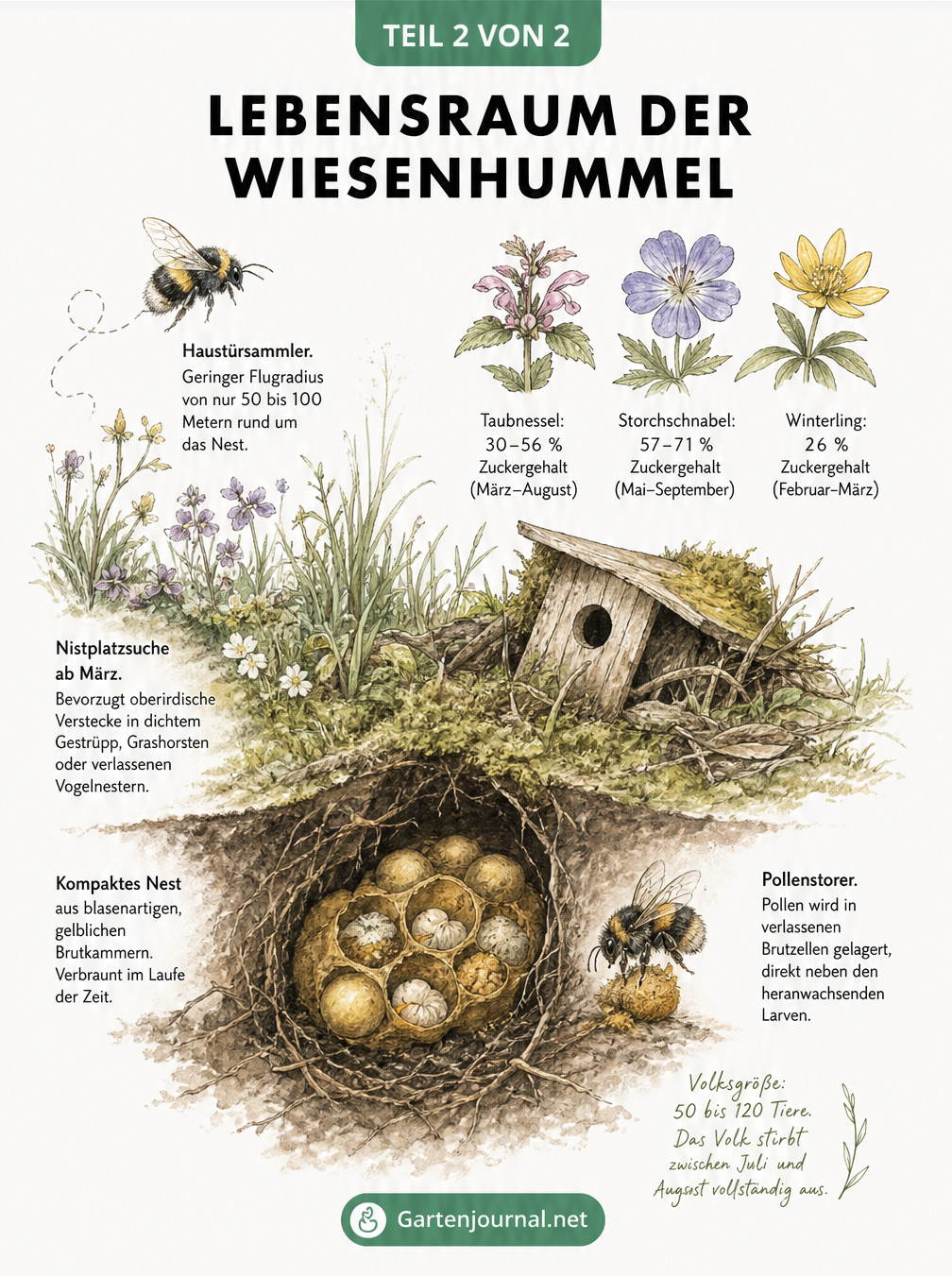 Querschnitt durch ein Gartenbeet mit dem Lebensraum der Wiesenhummel, Trachtpflanzen und einem Nest im Boden